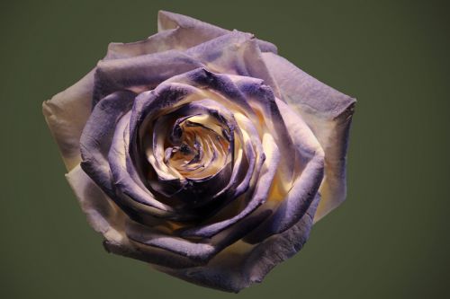 rose rose bloom blue white