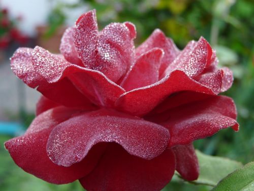 rose rosa morning