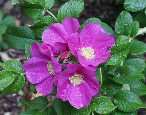 rose rugosa rose rain-wet