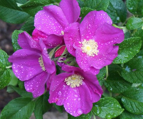 rose rugosa rose rain-wet