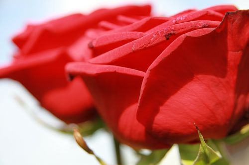 rose love flower