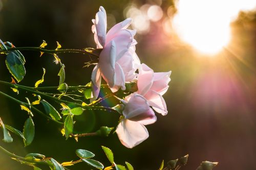 rose sunset sun