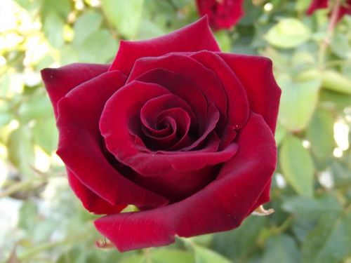 rose red rose nature