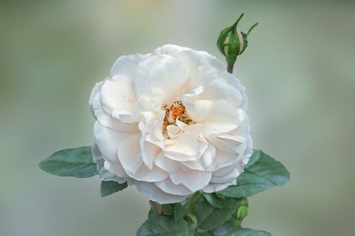 rose white blossom