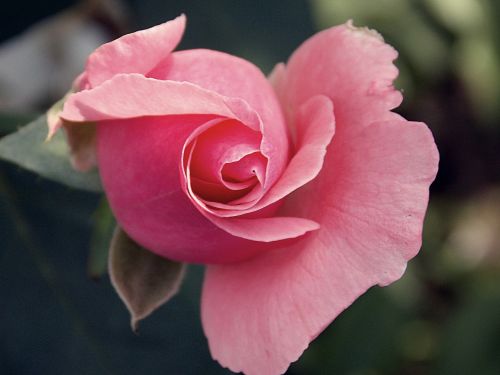 rose nature pink