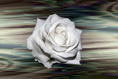 rose white background