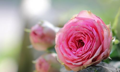 rose bush röschen pink rose