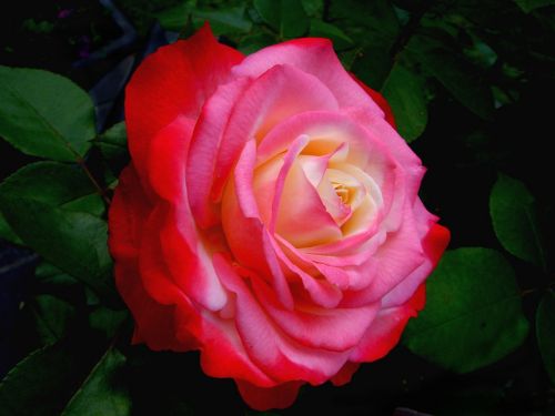 rose garden flower