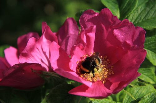 rose bumblebee flower