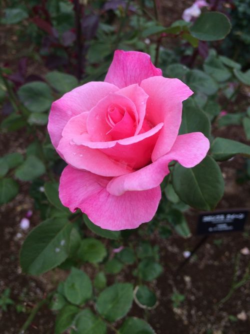 rose pink flowers