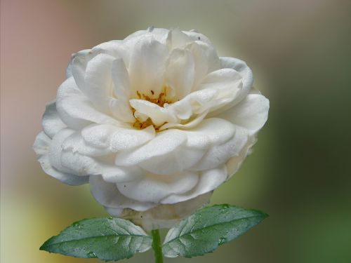 rose white white rose