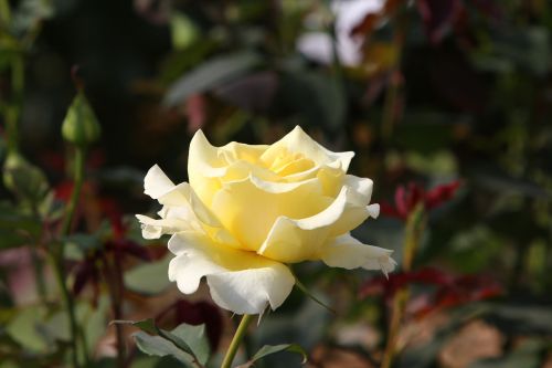 rose nature white