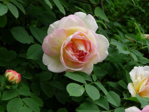 rose flower rose flower