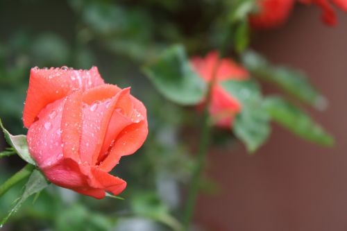 rose rain frisch