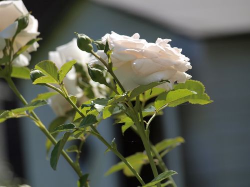 rose garden fragrant flower