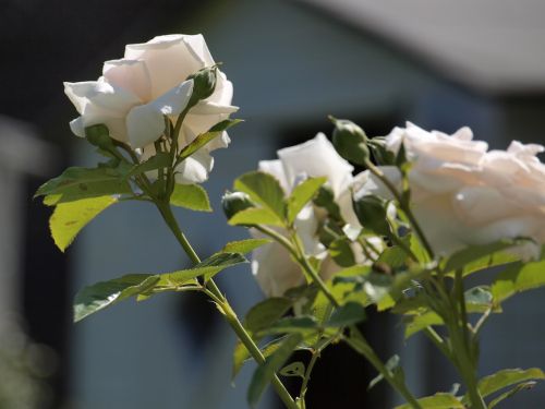 rose garden fragrant flower