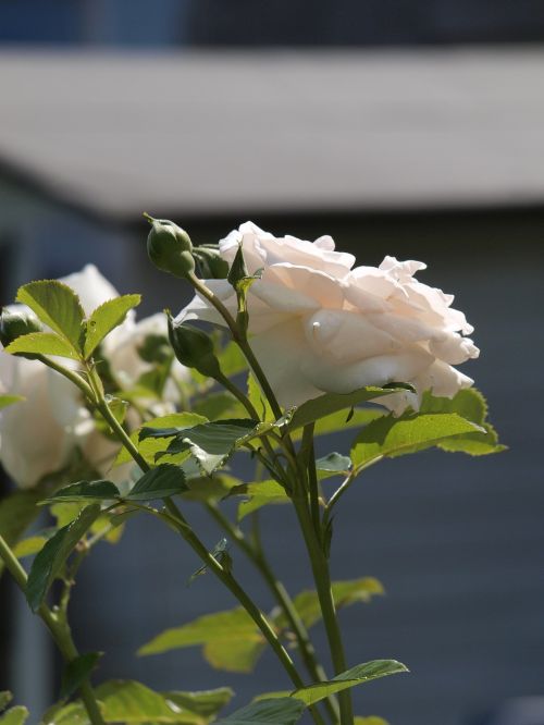 rose garden fragrant flower