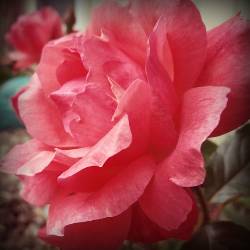 rose coral floral