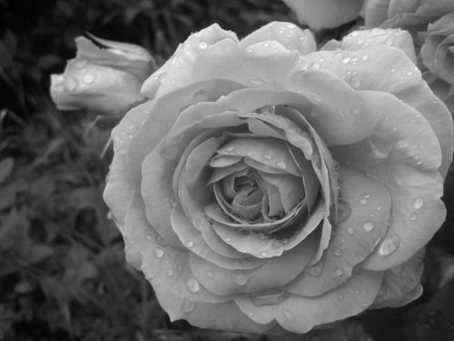 rose black and white flower
