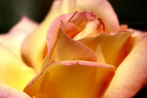 rose clean flower