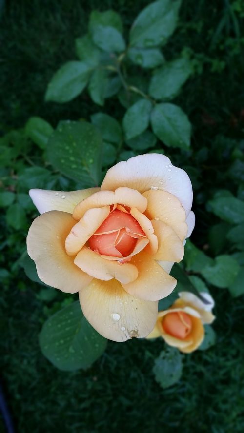 rose flower waterdrops