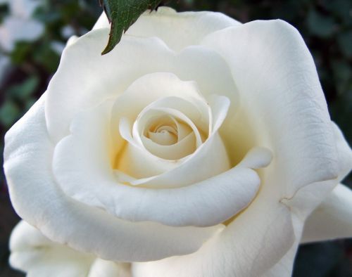 rose white rose macro