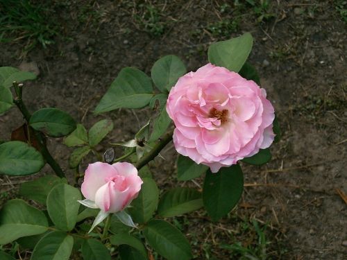 rose pink flower rose garden