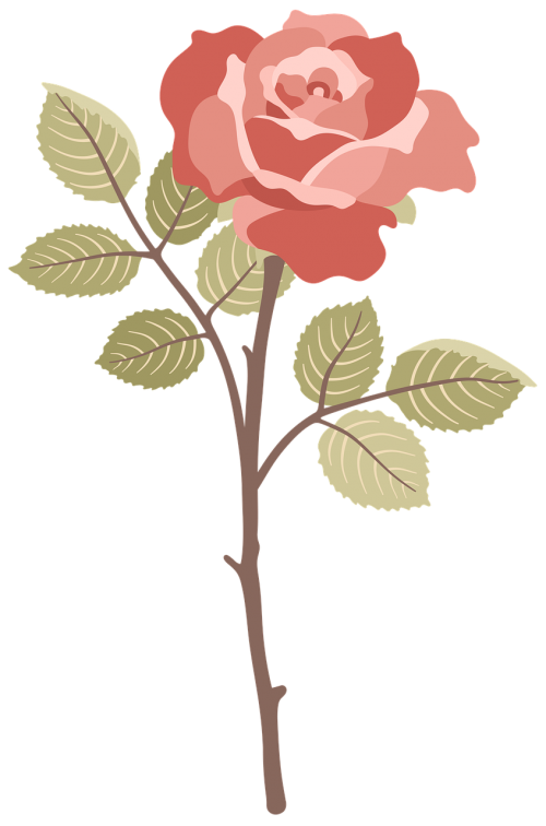 rose flower nature