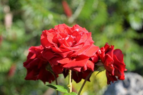 rose red garden