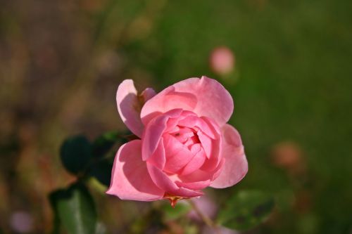 rose pink plant