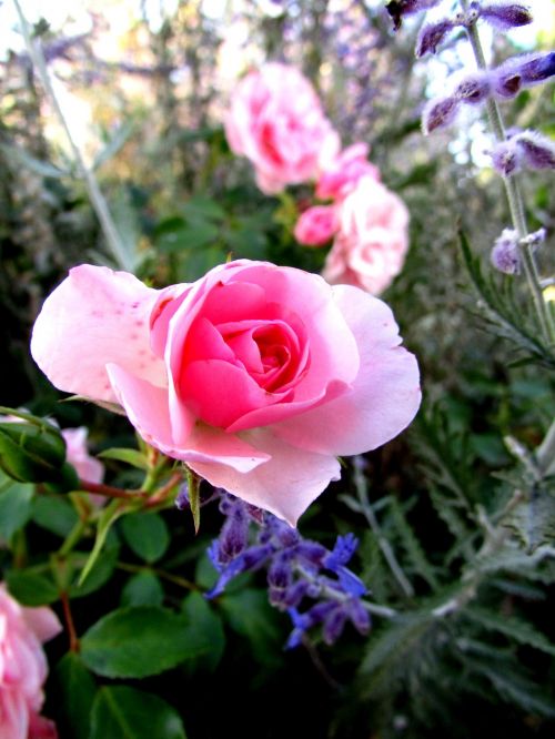 rose flowers summer