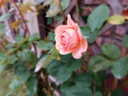 rose flower garden plant
