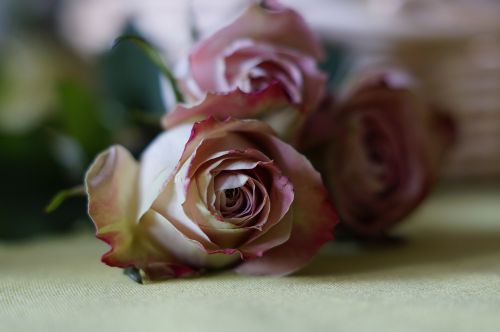 rose dusky pink rose bloom