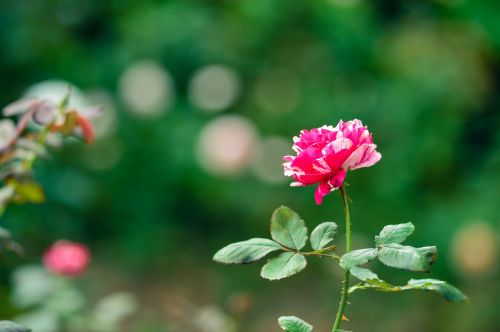 rose natural rose garden