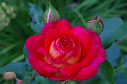 rose red rose midsummer