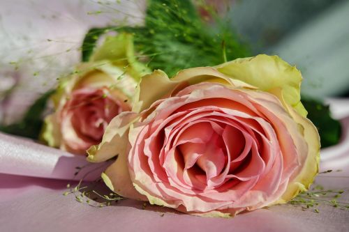 rose floribunda flower