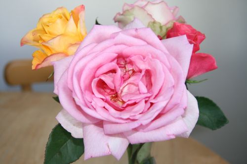 rose rose bloom bouquet of roses