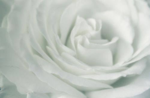 rose white white rose