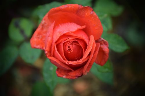 rose close blossom