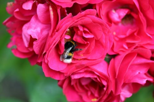 rose red nectar