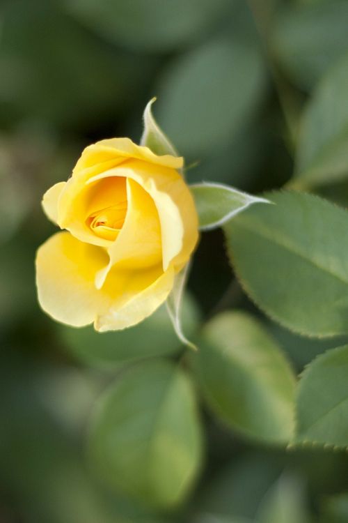 rose floral plant