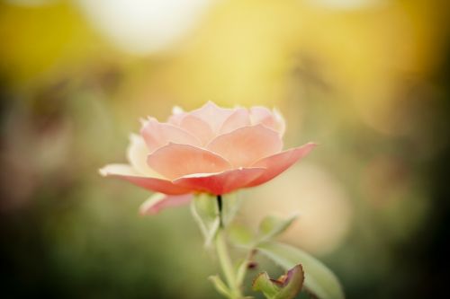 rose petal rose petals