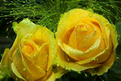 rose yellow macro