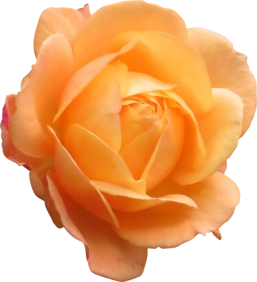 rose orange flower