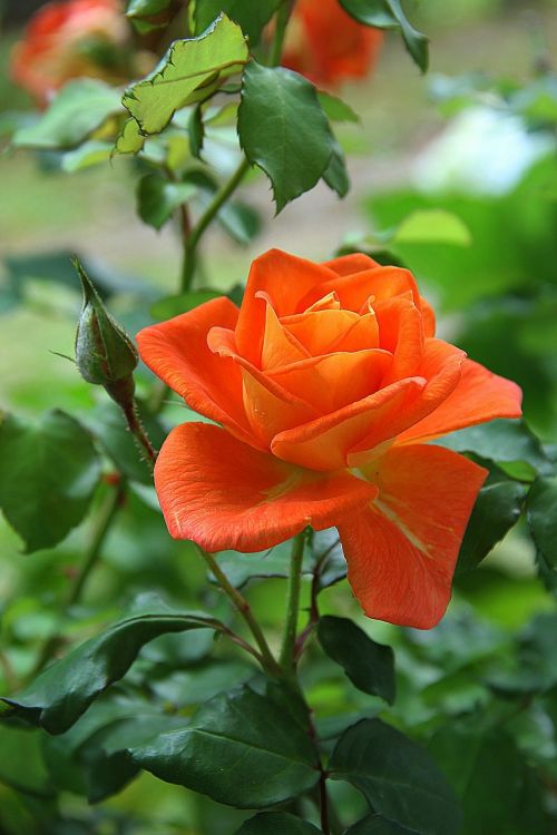 rose orange flower