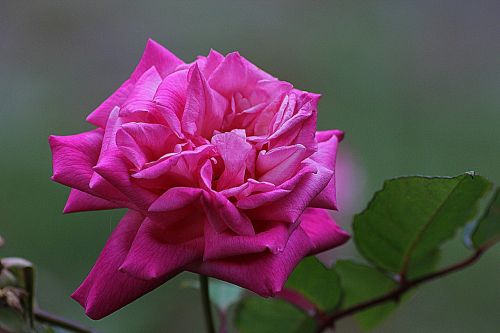 rose flower floral