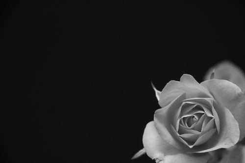 rose flower black