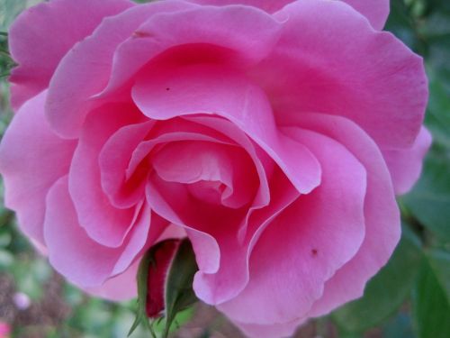 rose deep pink open