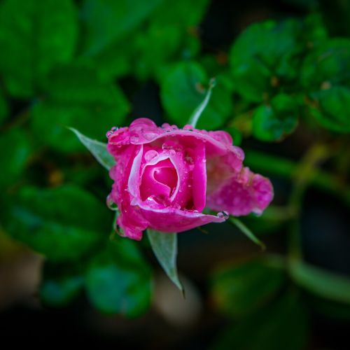 rose nature plant