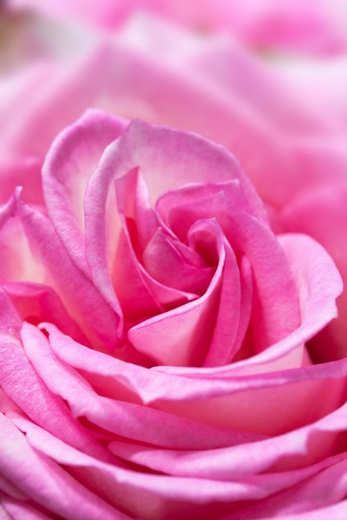 rose macro flower